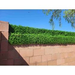 Haven Mini™ 10 Inch Fence Extender